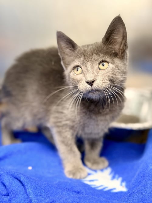 NIMBUS - Domestic Short Hair available for adoption