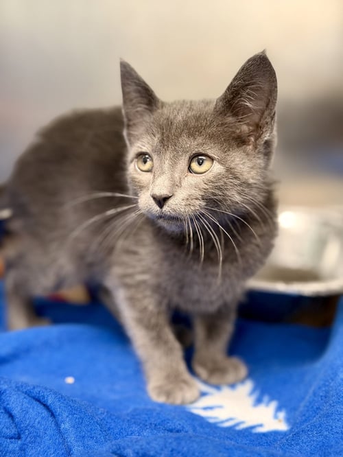 NIMBUS - Domestic Short Hair available for adoption