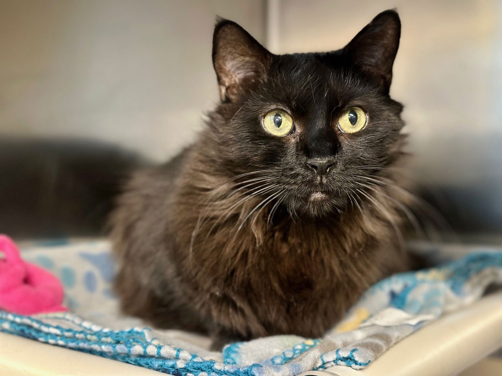 ONYX - Domestic Long Hair available for adoption