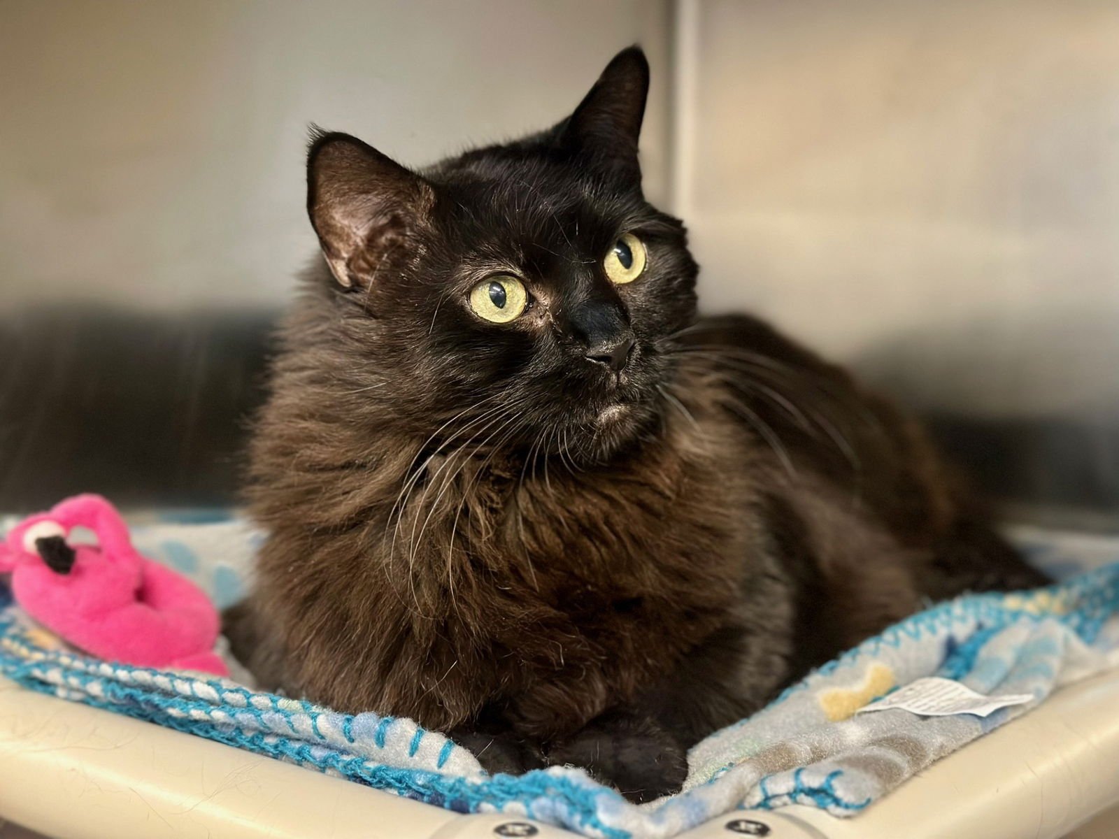 ONYX - Domestic Long Hair available for adoption