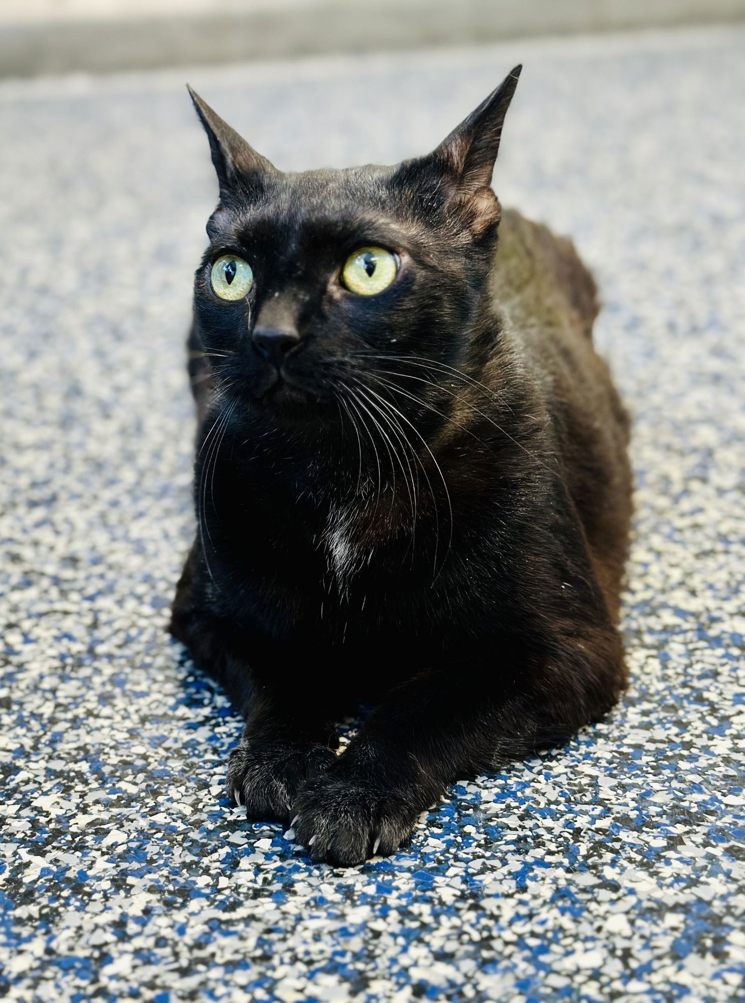 PABLO - Domestic Short Hair available for adoption