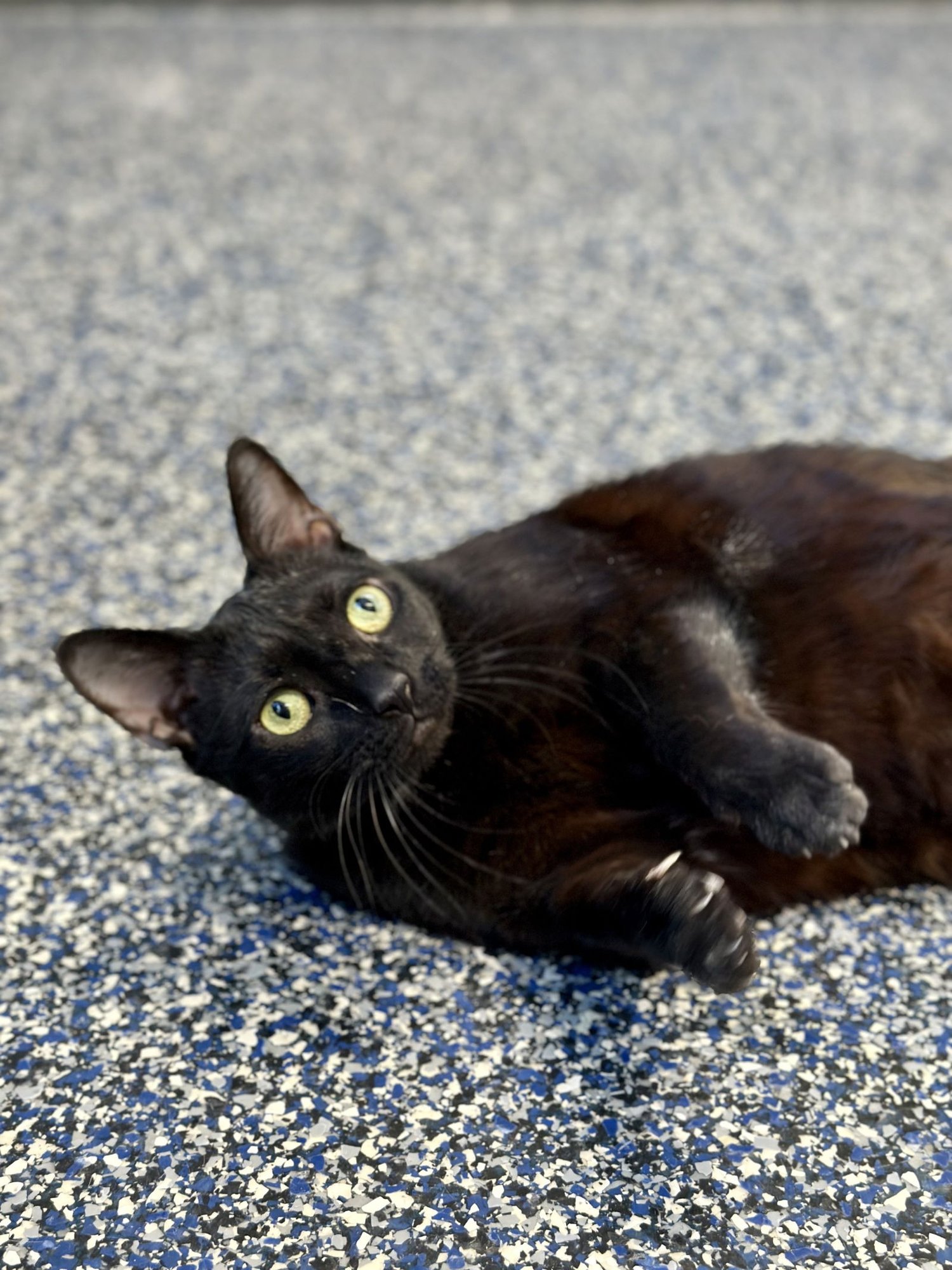 PABLO - Domestic Short Hair available for adoption