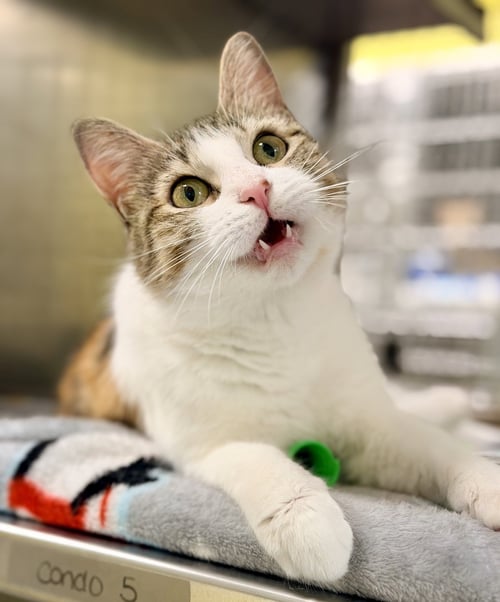 MEE CHEW - Domestic Short Hair available for adoption