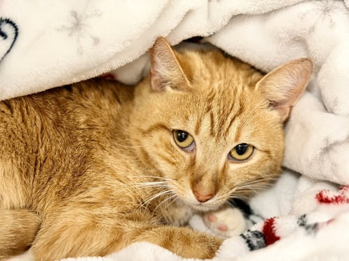 HUNTER - Domestic Short Hair available for adoption