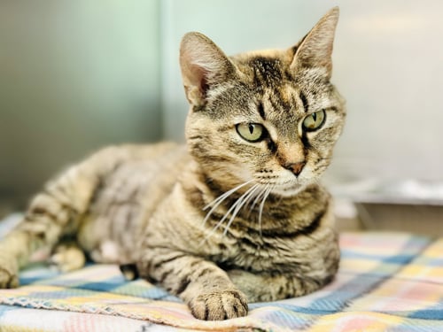 FERN - Domestic Short Hair available for adoption