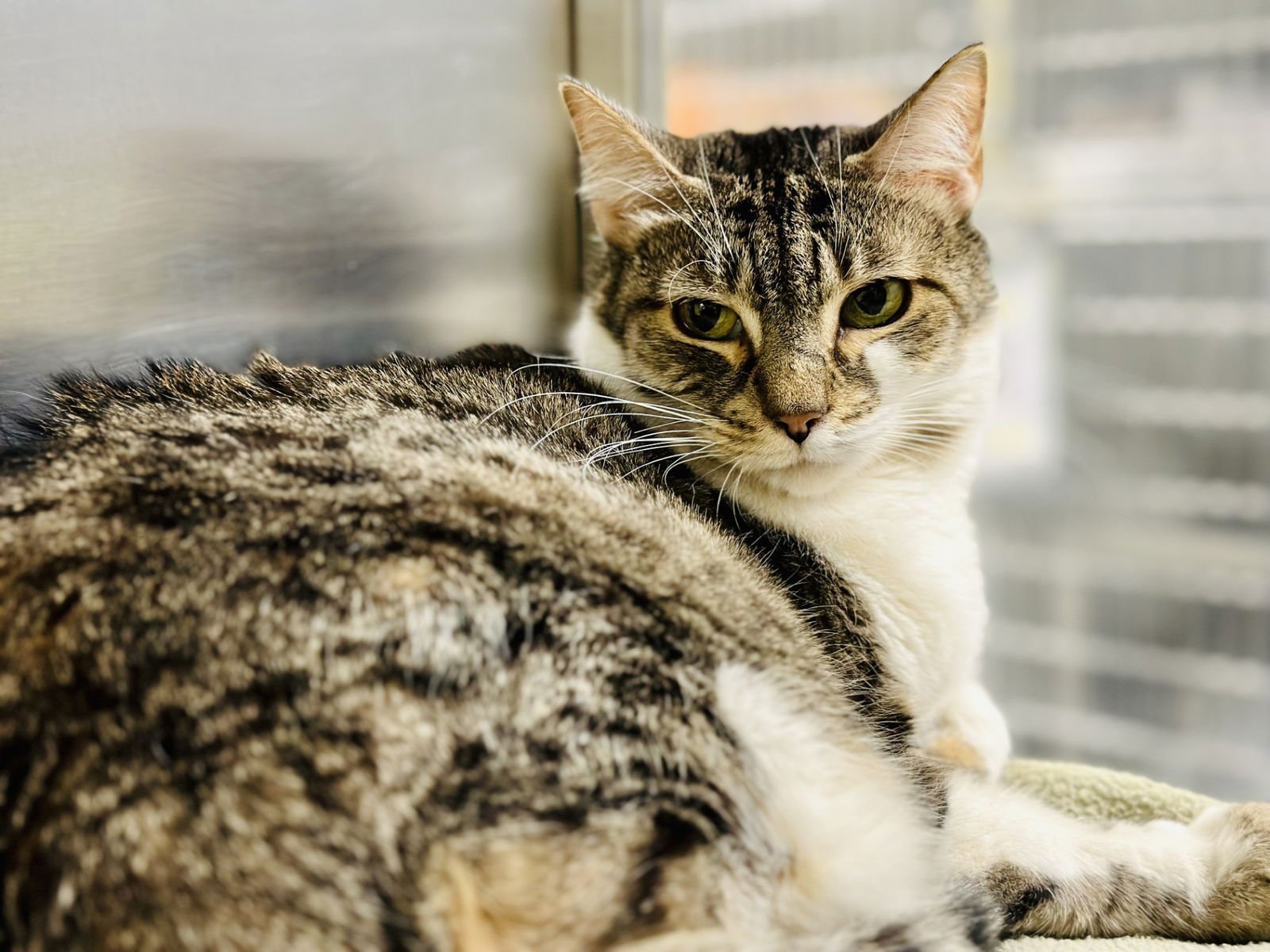 LOUISE - Domestic Short Hair available for adoption