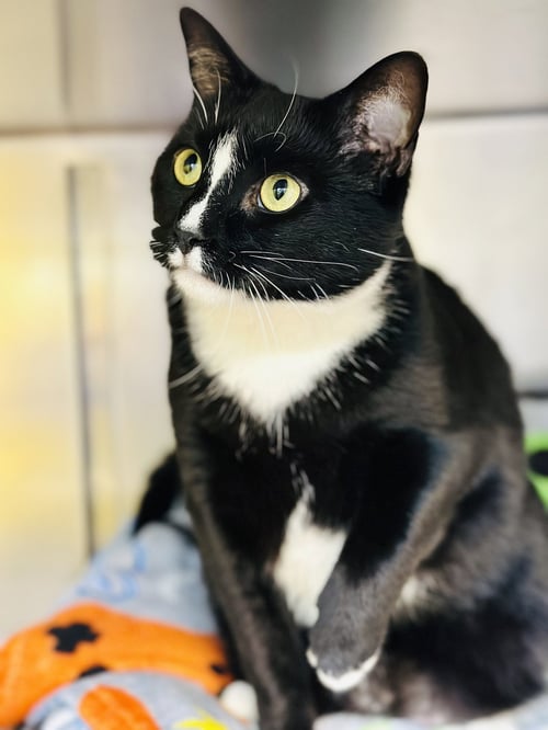 SALEM - Domestic Short Hair available for adoption