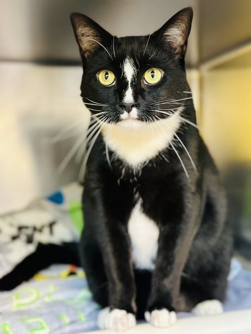 SALEM - Domestic Short Hair available for adoption