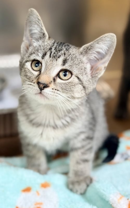 BLUEBELL - Domestic Short Hair available for adoption