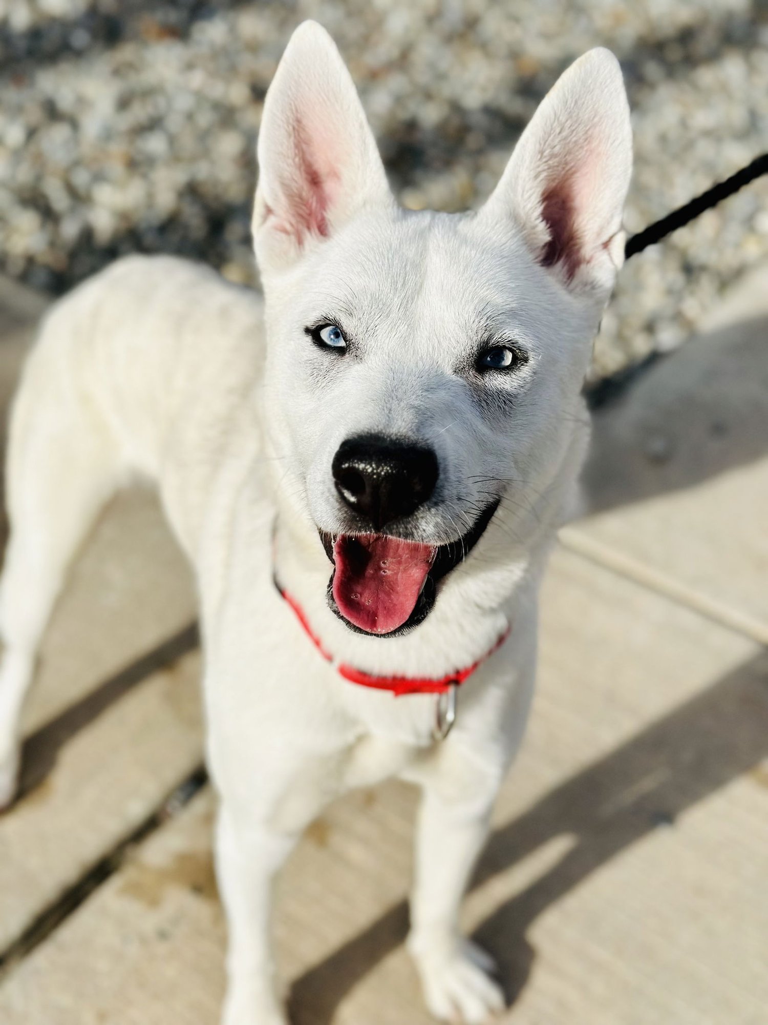 BLITZ - Husky available for adoption