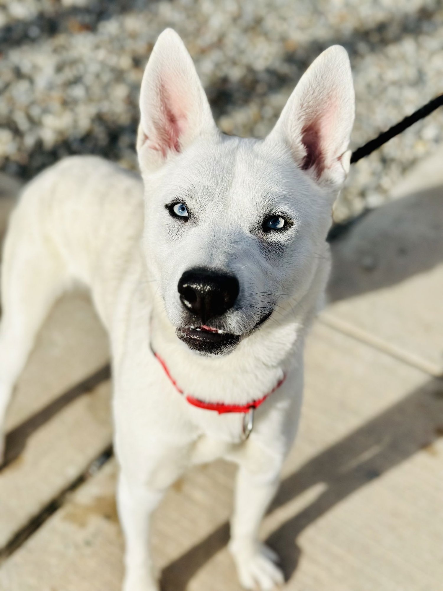 BLITZ - Husky available for adoption