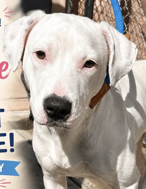 WINNIE - Pit Bull Terrier available for adoption