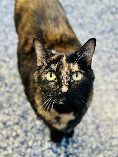 PINKY - Domestic Short Hair available for adoption