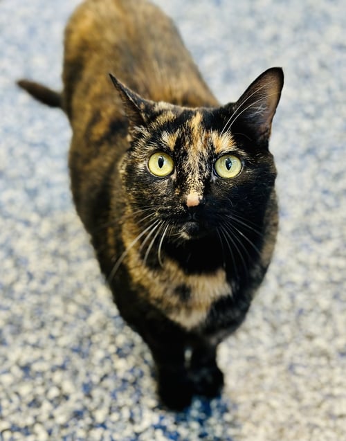 PINKY - Domestic Short Hair available for adoption