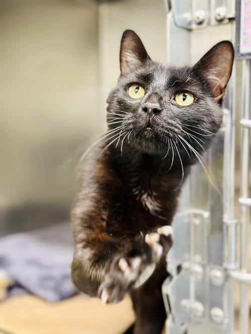 INKY - Domestic Short Hair available for adoption