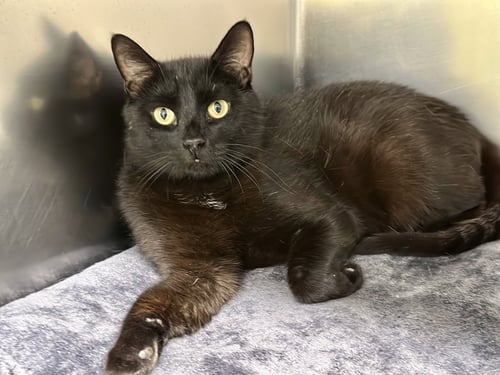 INKY - Domestic Short Hair available for adoption