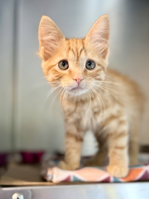 BILLIE - Domestic Medium Hair available for adoption