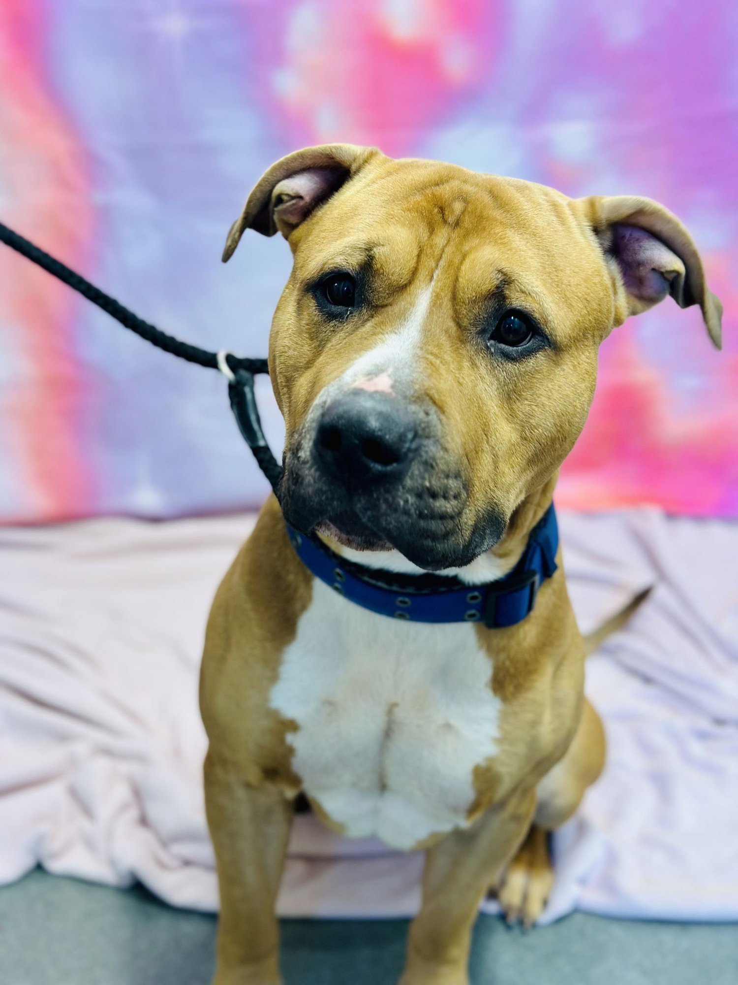 KAOS - American Pit Bull Terrier available for adoption