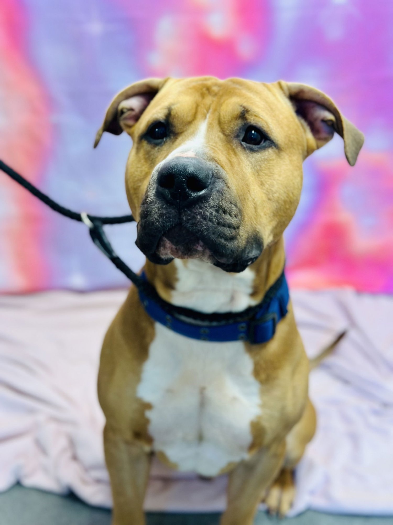 KAOS - American Pit Bull Terrier available for adoption