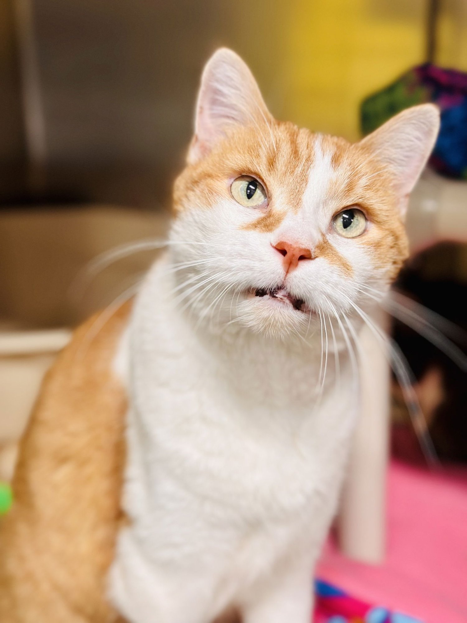 KAYA - Domestic Short Hair available for adoption