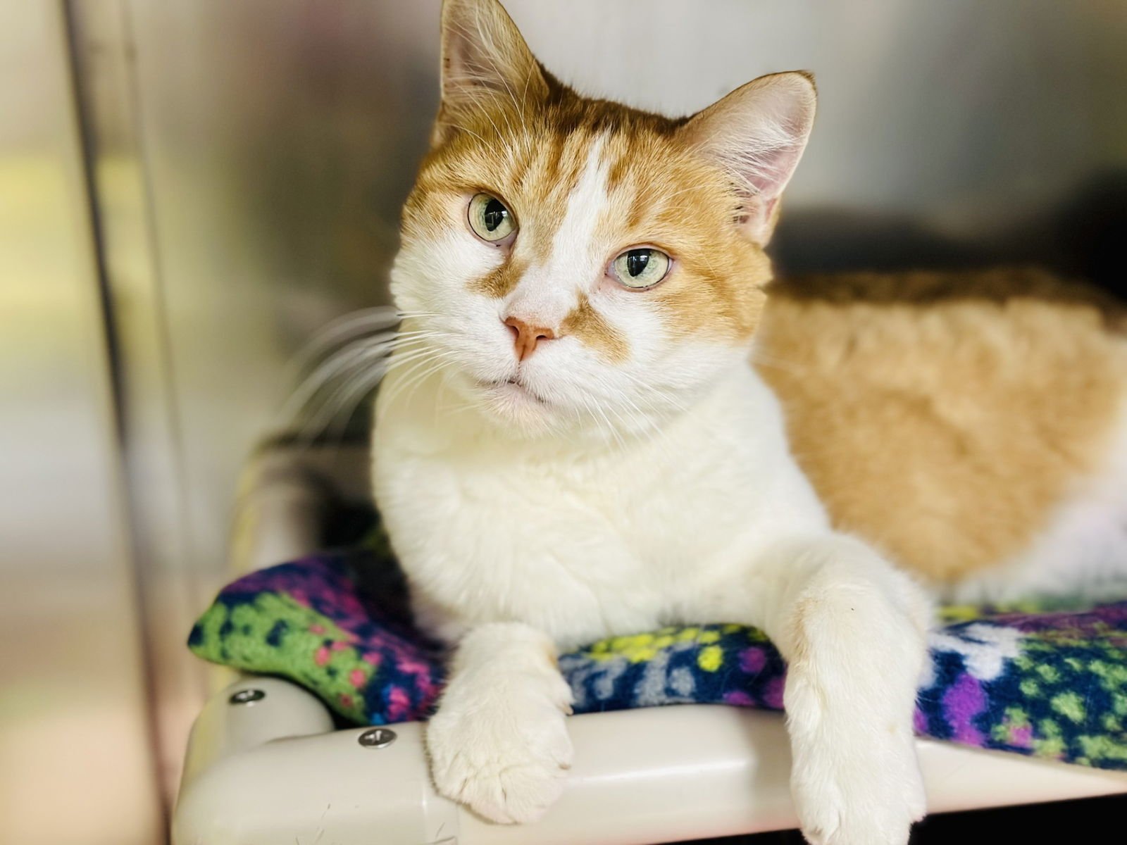 KAYA - Domestic Short Hair available for adoption