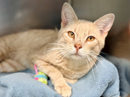 MANDARIN - Domestic Short Hair available for adoption