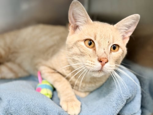 MANDARIN - Domestic Short Hair available for adoption