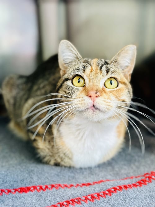 SPRINKLES - Domestic Short Hair available for adoption