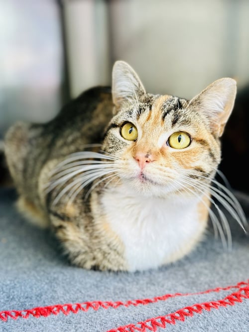 SPRINKLES - Domestic Short Hair available for adoption