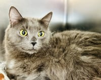 Fluff - Photo 1