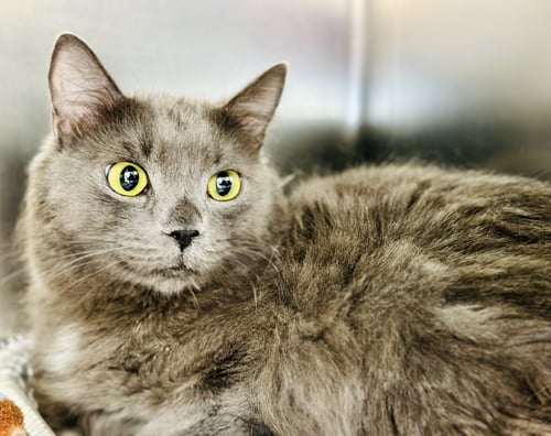 FLUFF - Domestic Long Hair available for adoption
