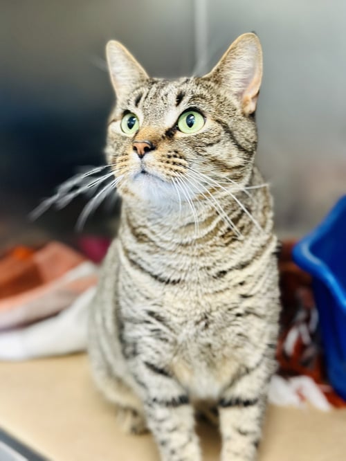 BRADLEY - Domestic Short Hair available for adoption