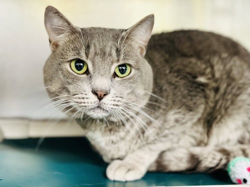 SCRATCH - Domestic Short Hair available for adoption
