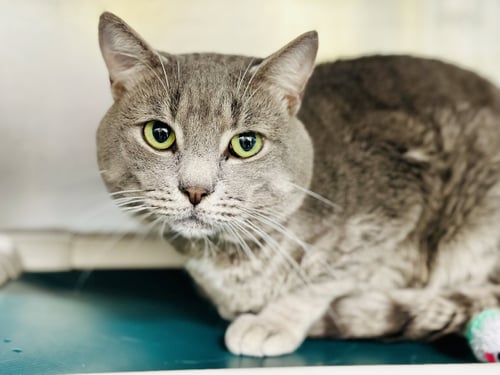SCRATCH - Domestic Short Hair available for adoption