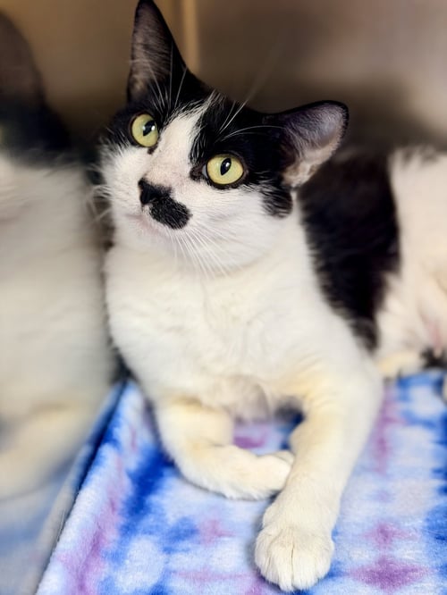 COOKIE - Domestic Short Hair available for adoption
