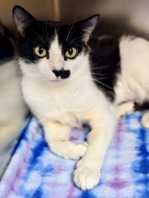 COOKIE - Domestic Short Hair available for adoption