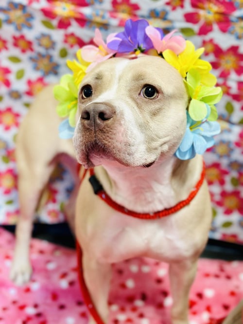 CREAM - Pit Bull Terrier available for adoption