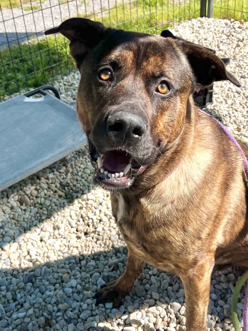 JEFFREY - Mastiff / Shepherd available for adoption