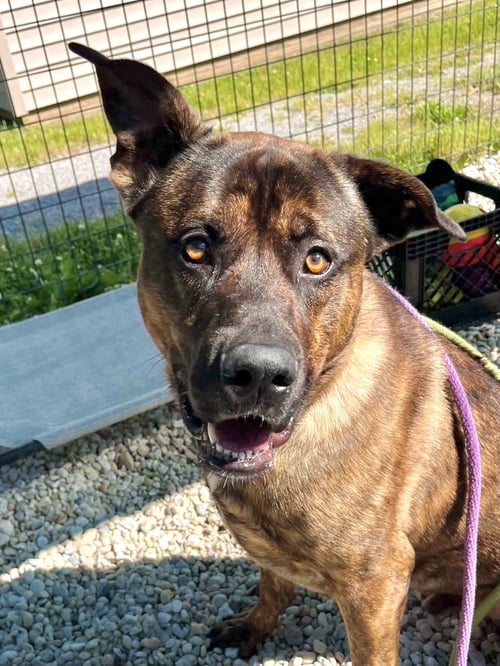 JEFFREY - Mastiff / Shepherd available for adoption
