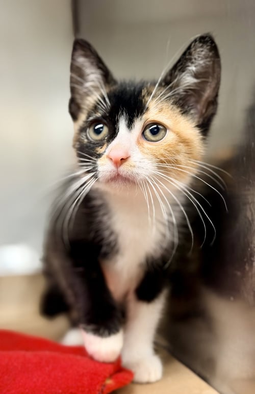 BOHO - Domestic Short Hair available for adoption