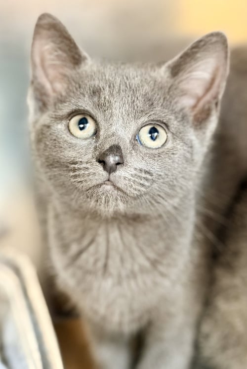 MARIGOLD - Domestic Short Hair available for adoption
