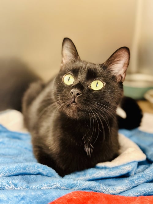 CHURCH - Domestic Short Hair available for adoption