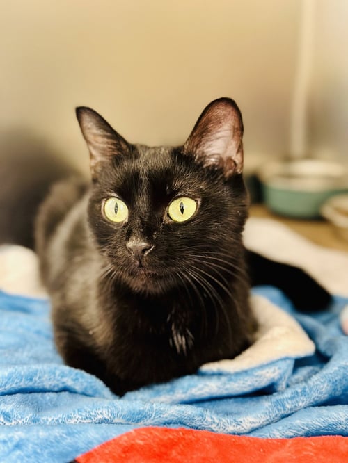 CHURCH - Domestic Short Hair available for adoption