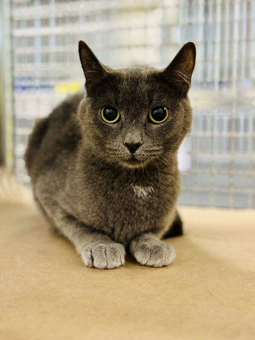 DOVE - Domestic Short Hair available for adoption