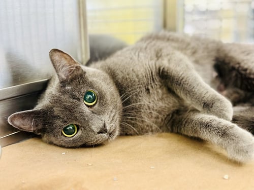 DOVE - Domestic Short Hair available for adoption