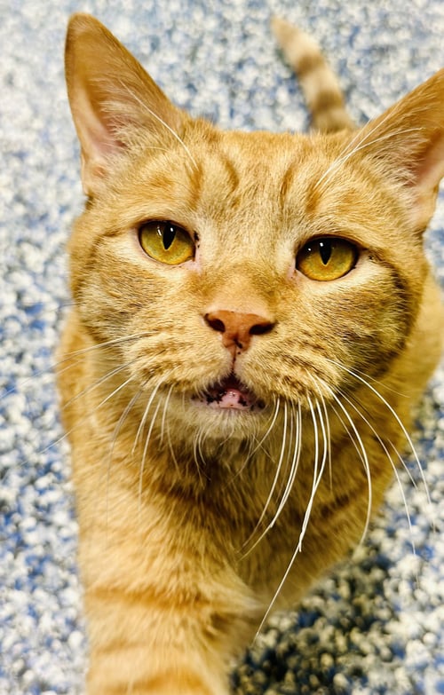 PUDGIE - Domestic Short Hair available for adoption