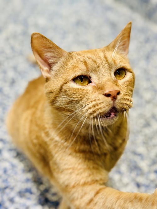 PUDGIE - Domestic Short Hair available for adoption