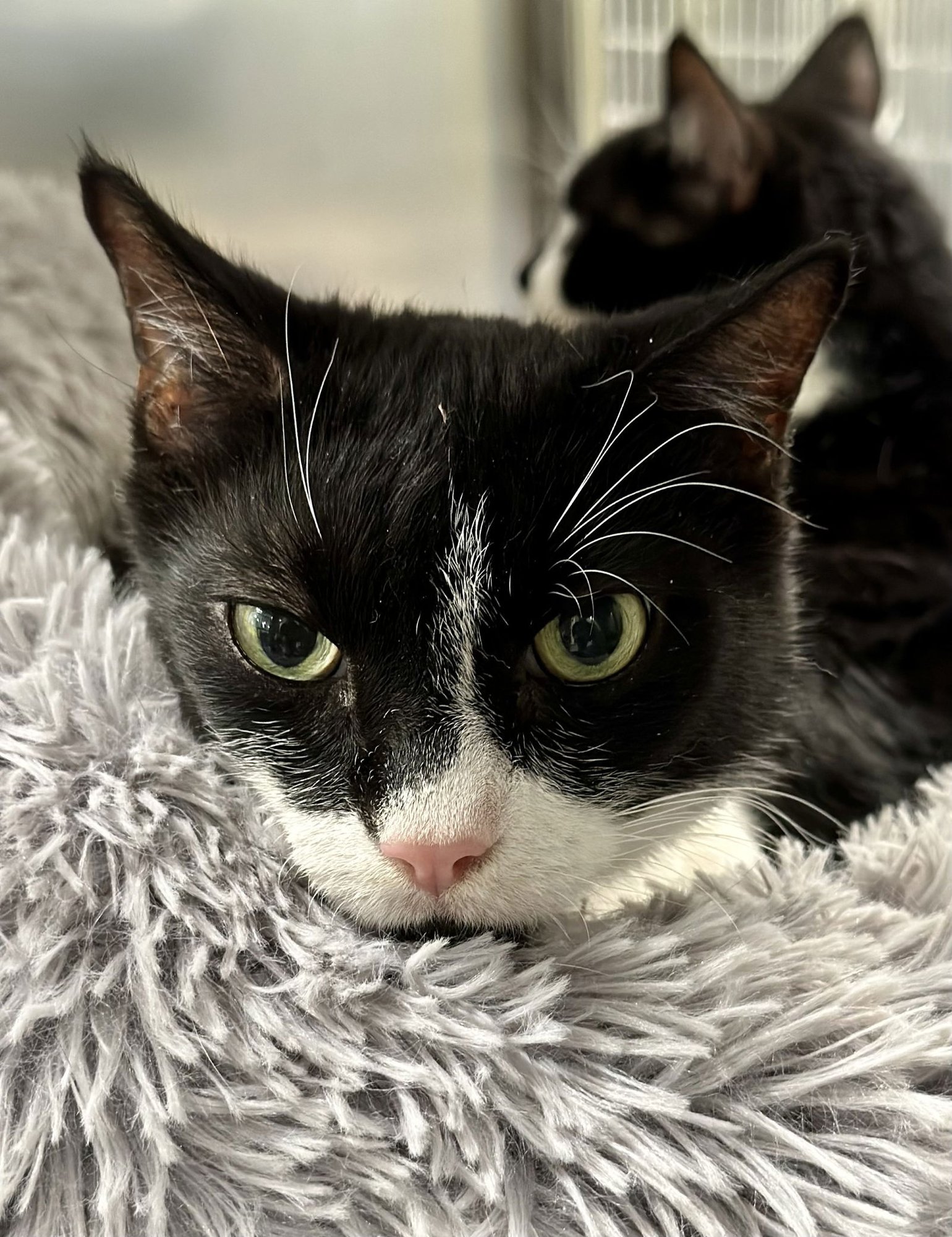 ROMEO - Domestic Short Hair available for adoption