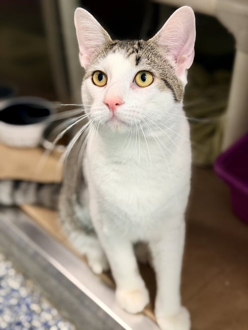 CALOY - Domestic Short Hair available for adoption