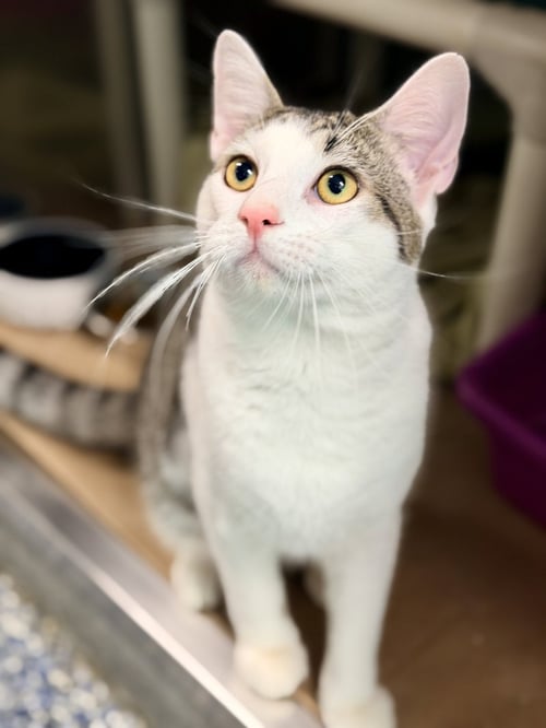 CALOY - Domestic Short Hair available for adoption